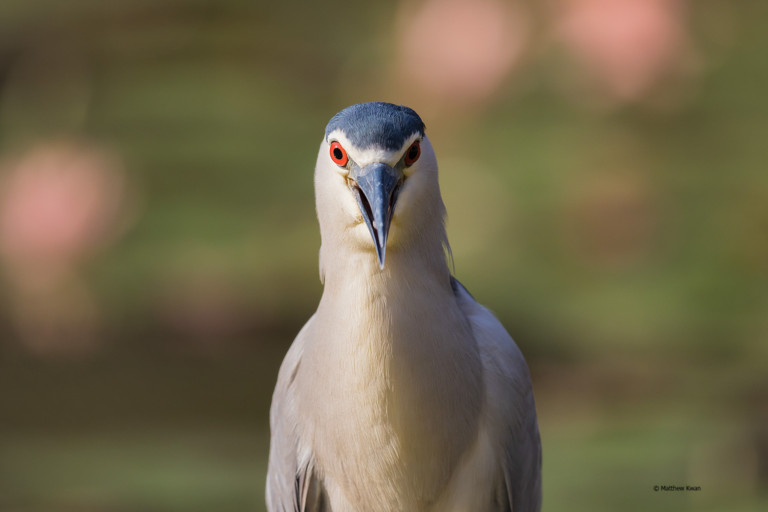 Urban Birding in Hong Kong The Urban Birder World