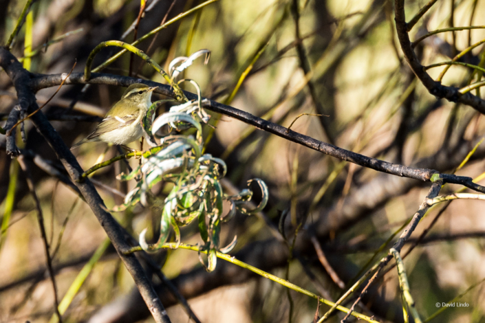 Malaga-Pic10-Yellow-browed-Warbler-David-Lindo-TUBW