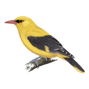 Badge-Membership_Golden-Oriole_TUBW